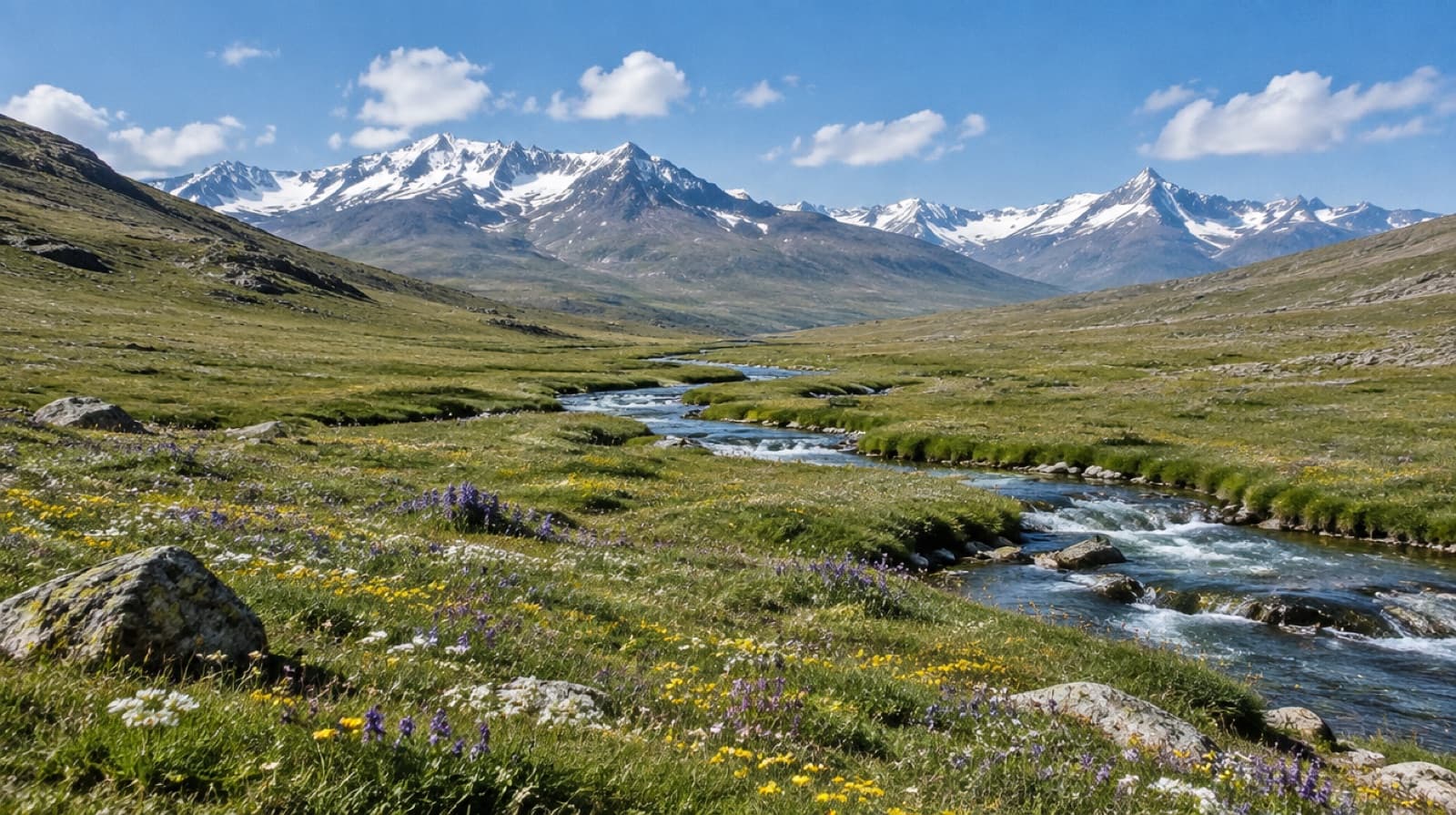 Wildflower grassland and a stream on the Deosai plateau, snow peaks on the horizon